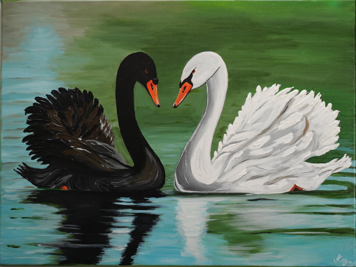 In Love — a black swan and a white swan facing each other on a green lake, seen straight on